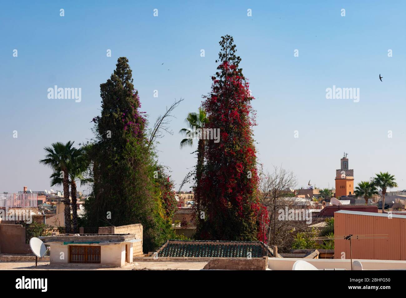 Two Colorful Trees among the Rooftops in the Medina of Marrakesh Morocco Stock Photo