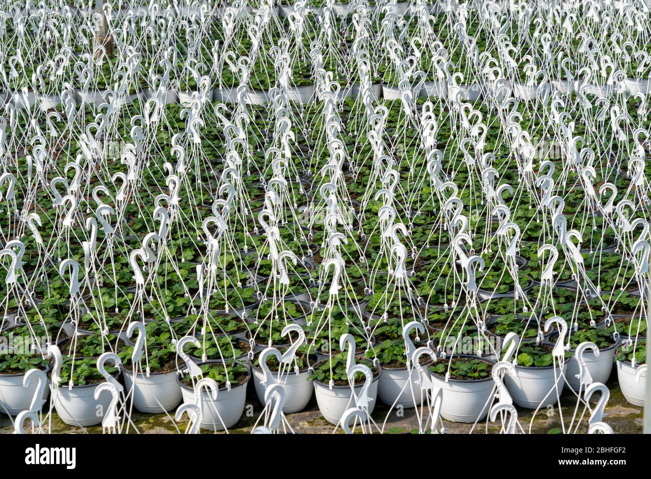 Ornamental plants hires stock photography and images Alamy