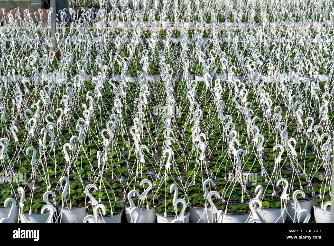 Market gardening, plant breeding, ornamental plants grow in flower pots