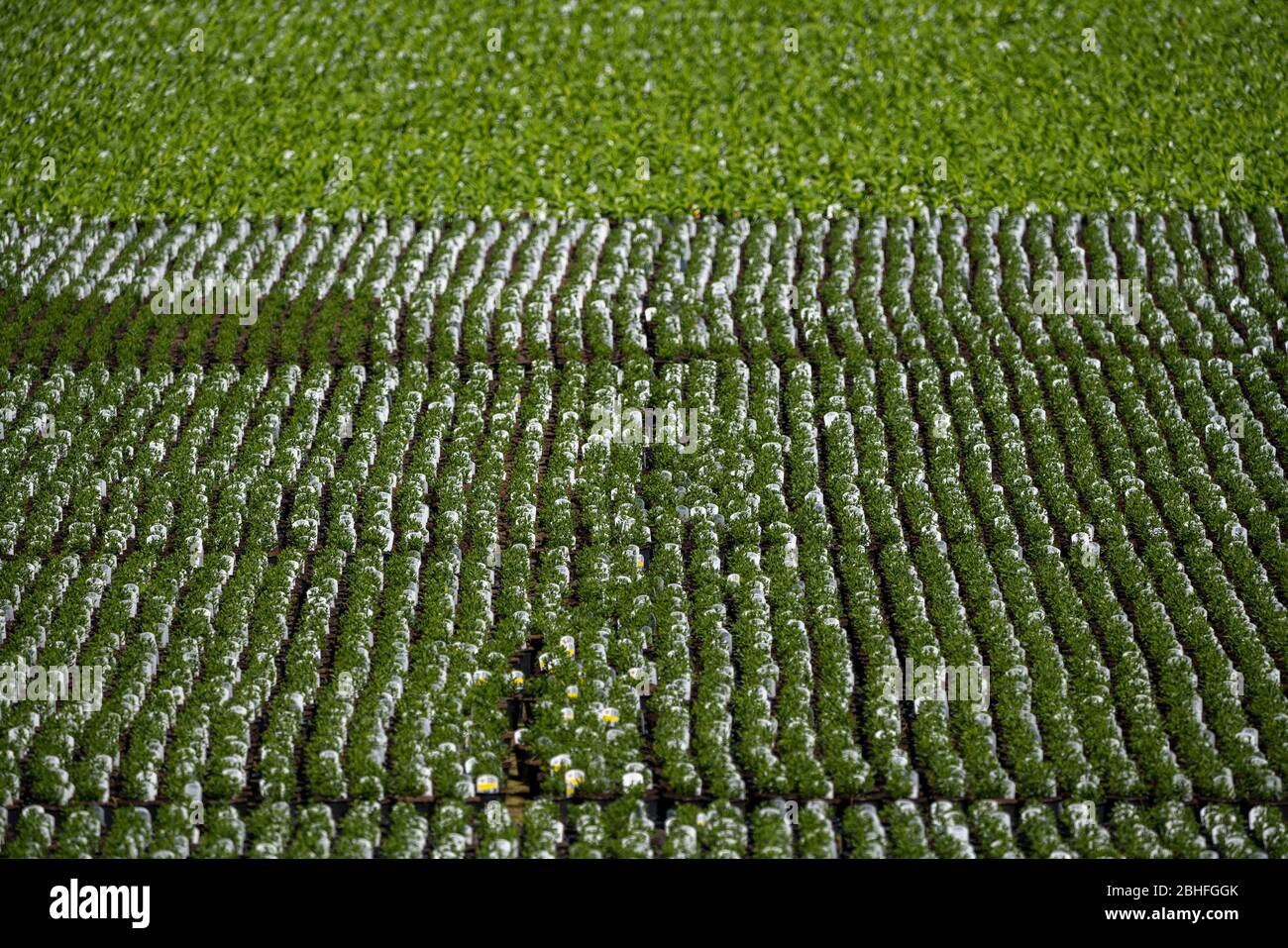 Market gardening, plant breeding, ornamental plants grow in flower pots