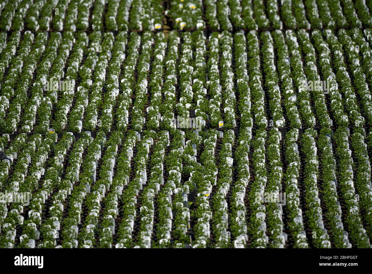 Market gardening, plant breeding, ornamental plants grow in flower pots