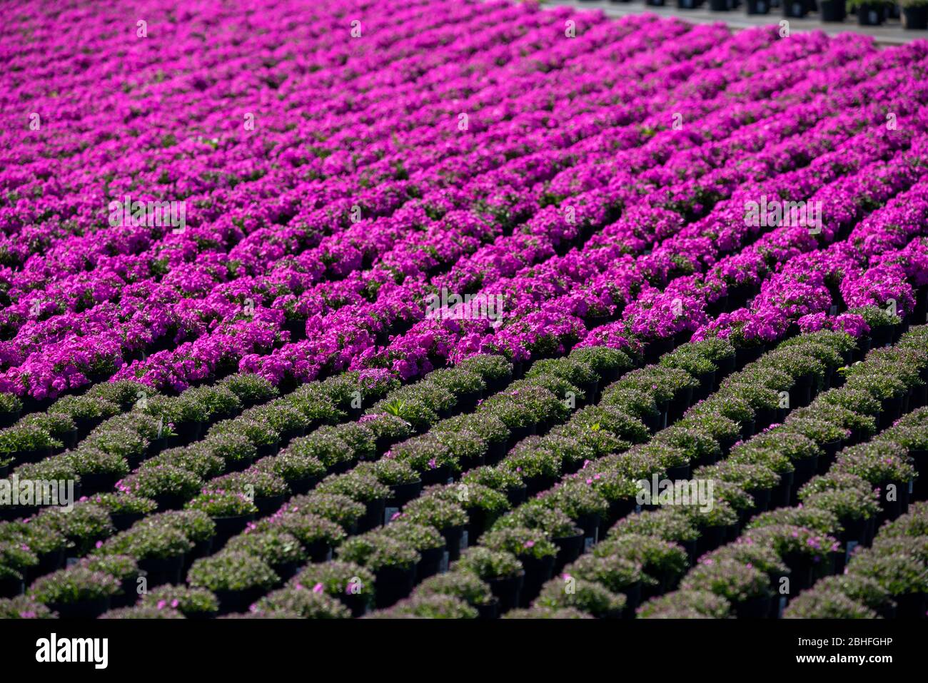 Market gardening, plant breeding, ornamental plants grow in flower pots