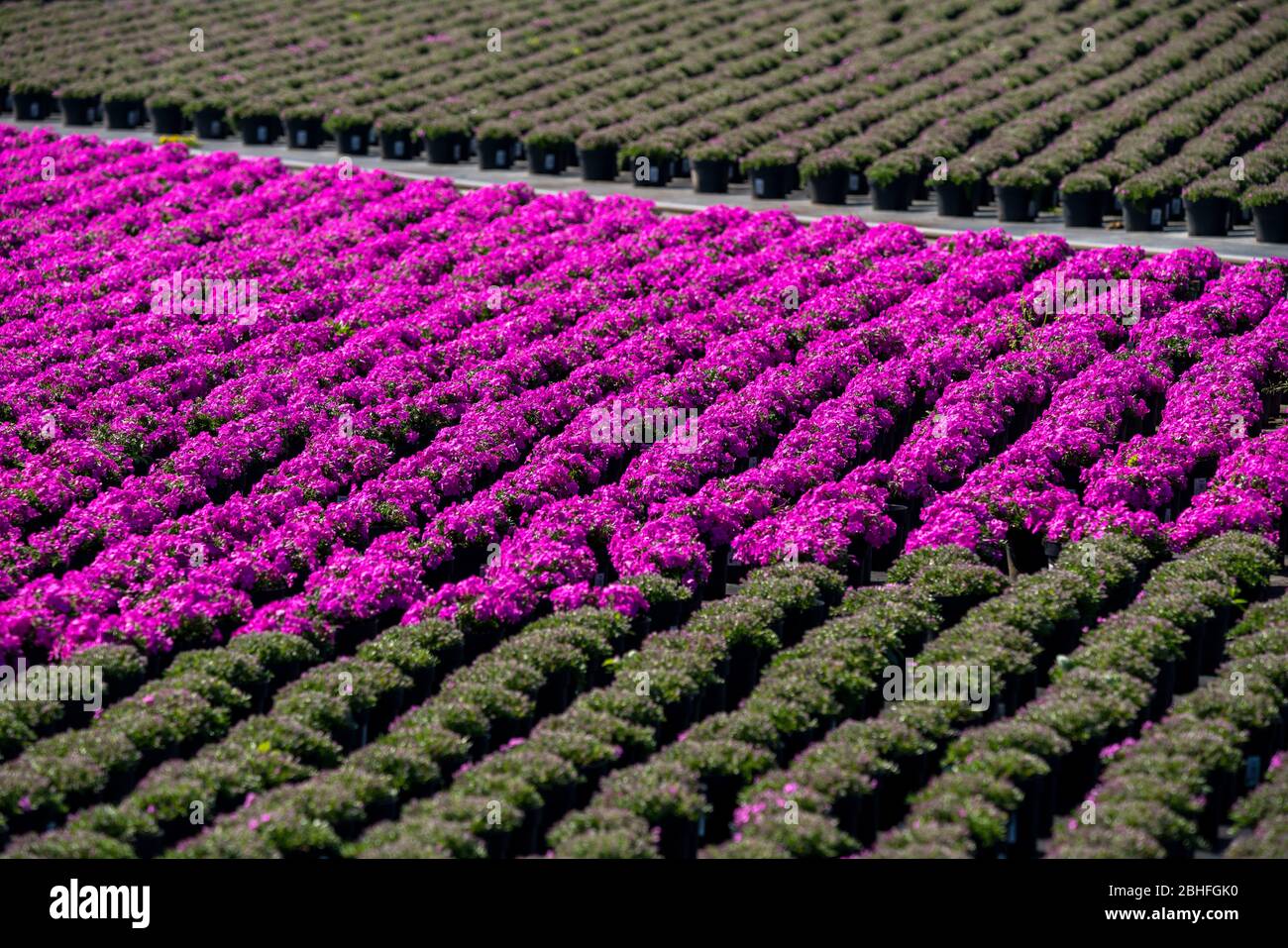 Market gardening, plant breeding, ornamental plants grow in flower pots