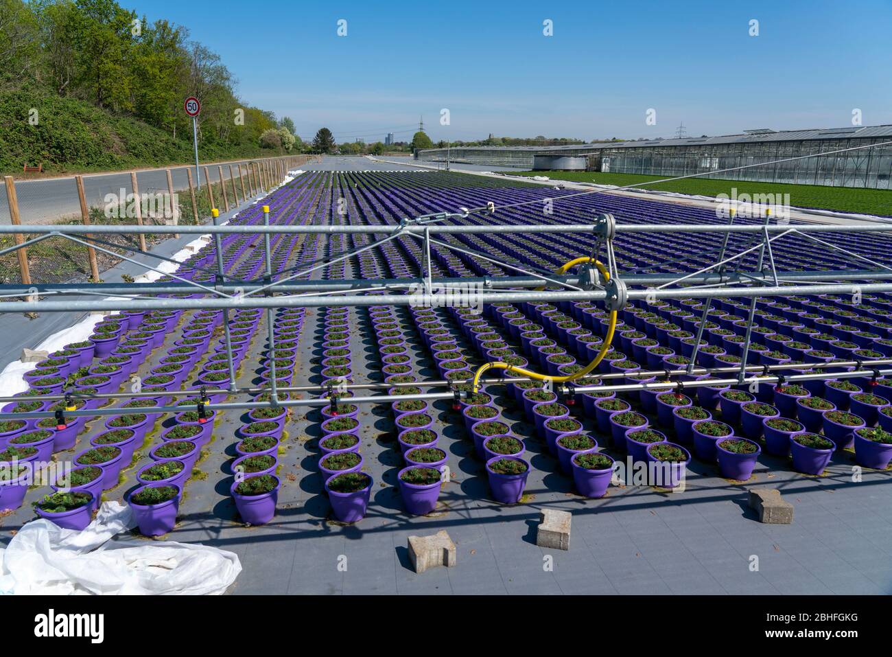 Market gardening, plant breeding, ornamental plants grow in flower pots