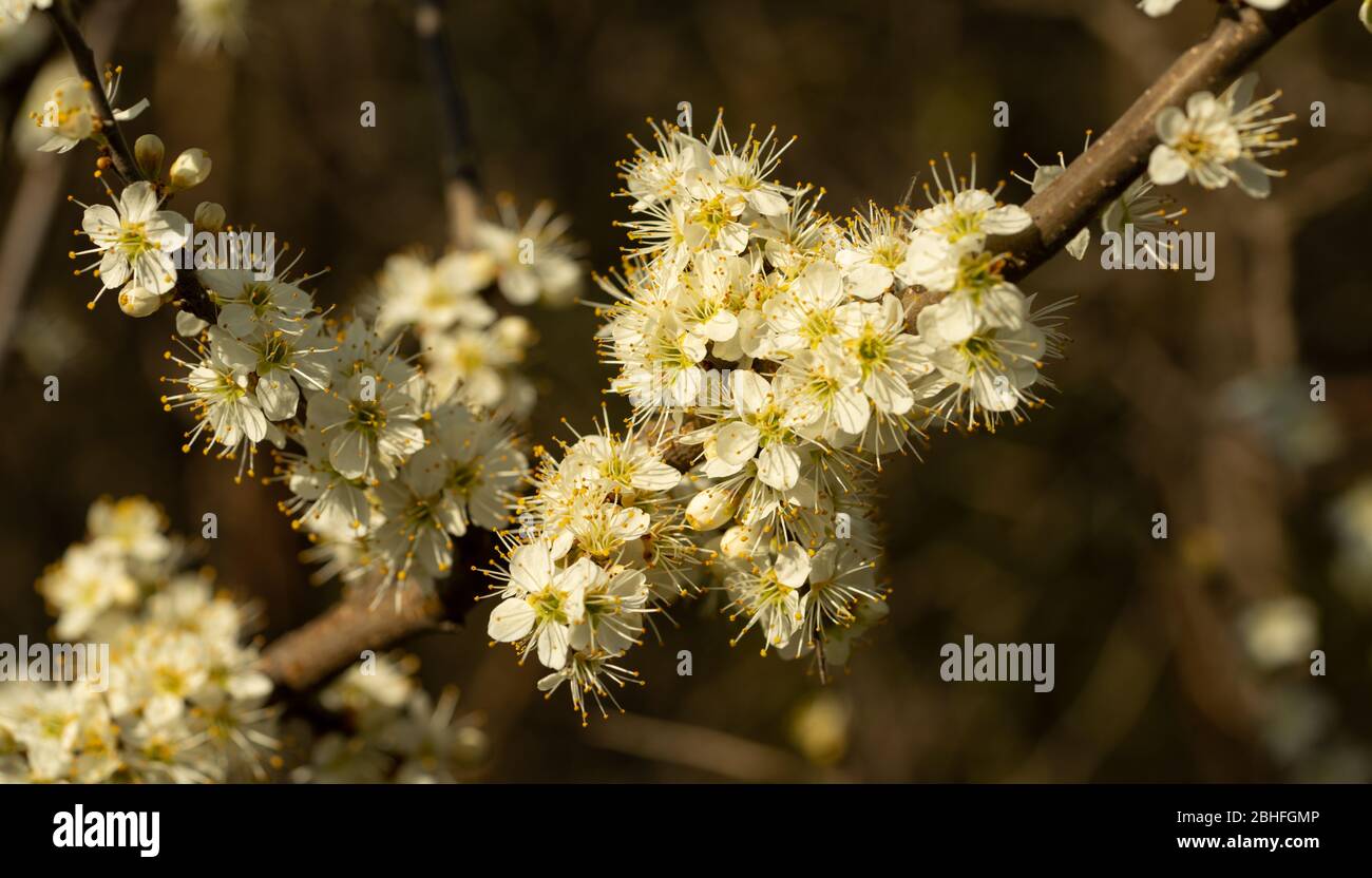 Close up of flowering plant Stock Photo