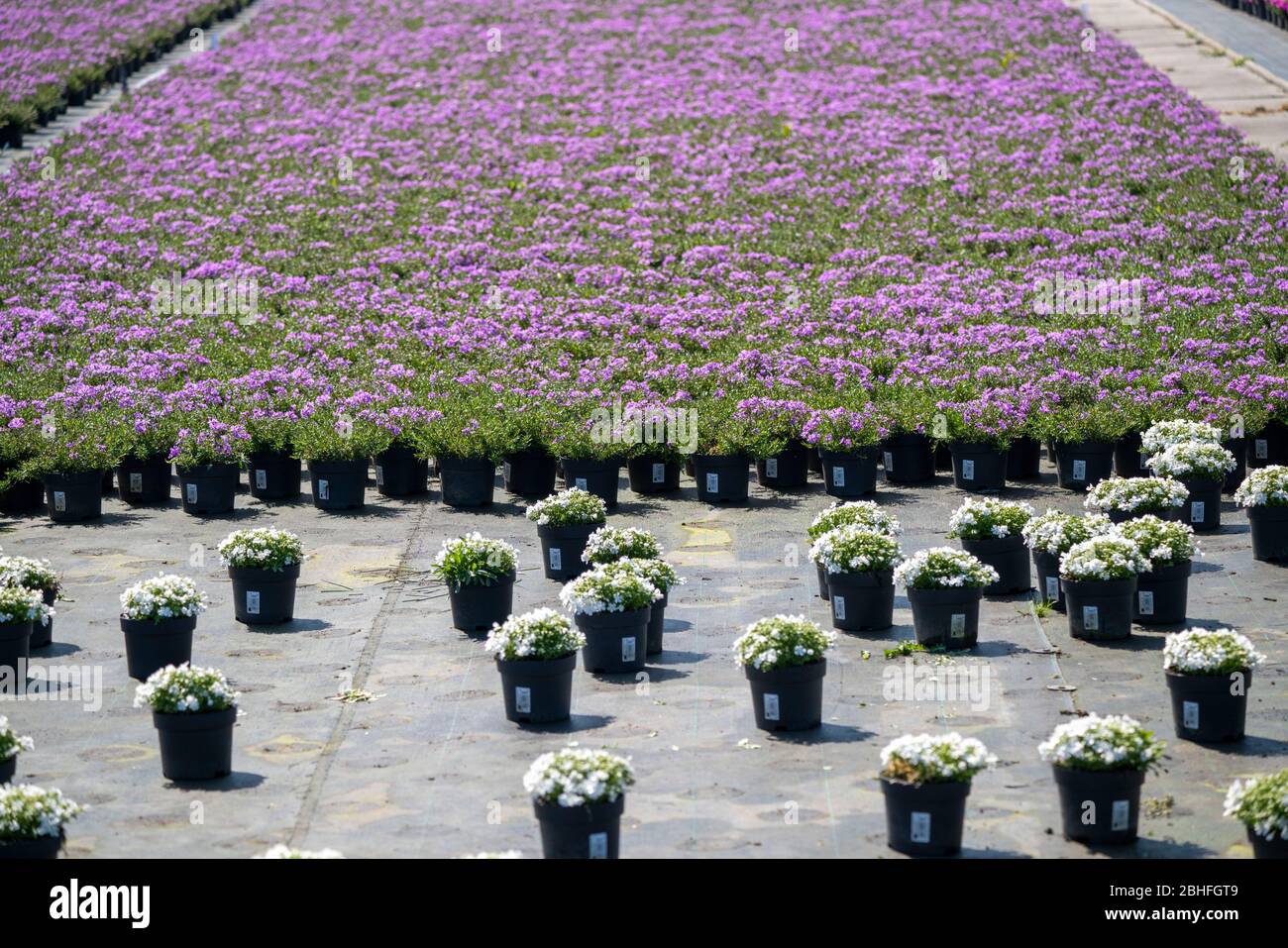 Gärtnerei, Pflanzenzucht, Zierpflanzen wachsen in Blumentöpfen, im Freiland,  Düsseldorf-Volmerswerth, Deutschland, Stock Photo