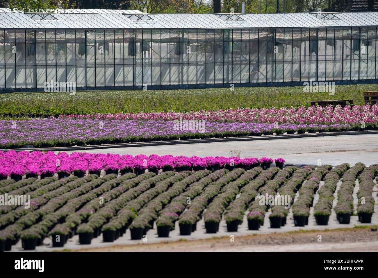 Blumen struktur hires stock photography and images Alamy