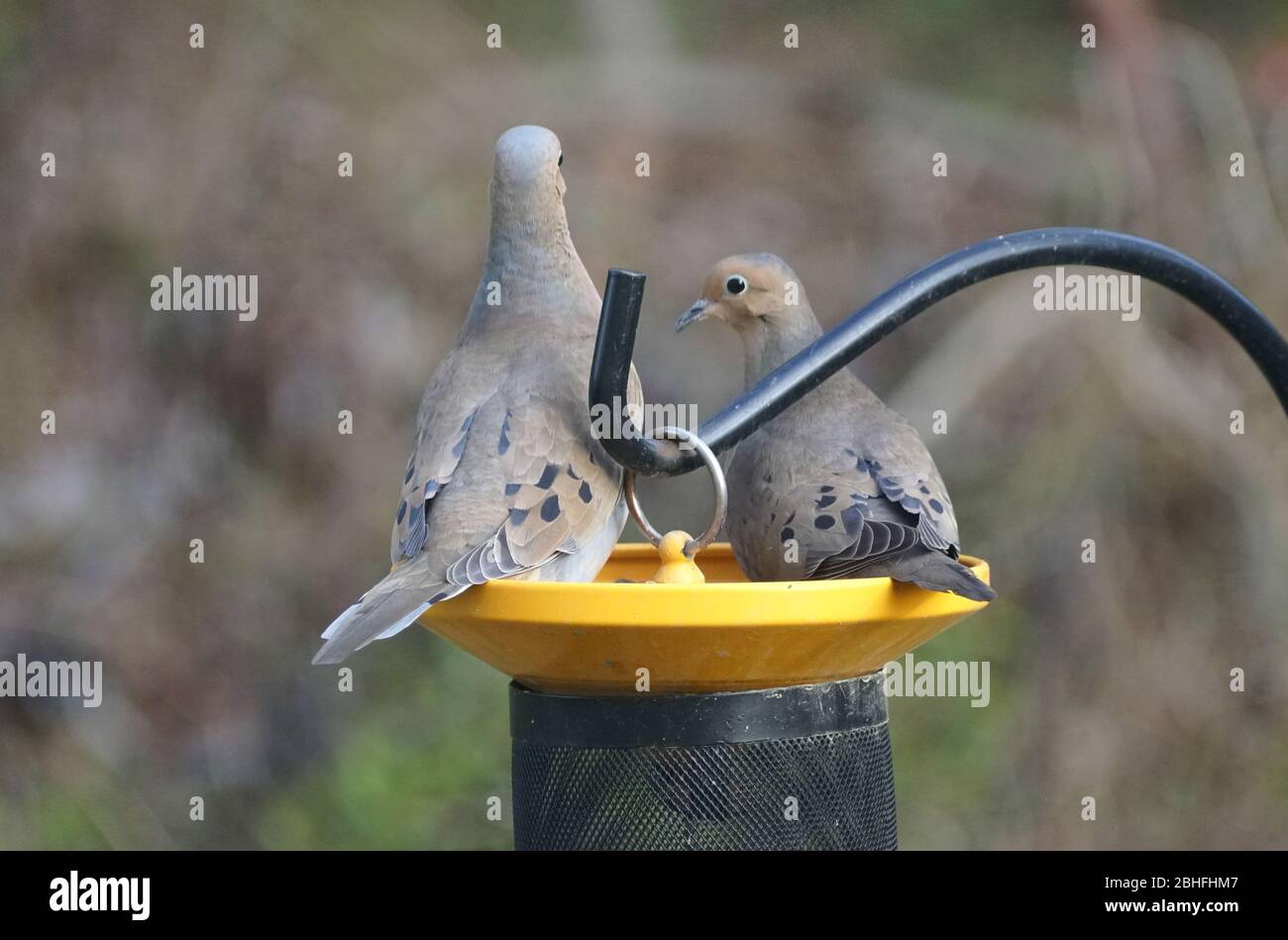 Two American mourning doves eating seeds on the bird feeder Stock Photo Alamy