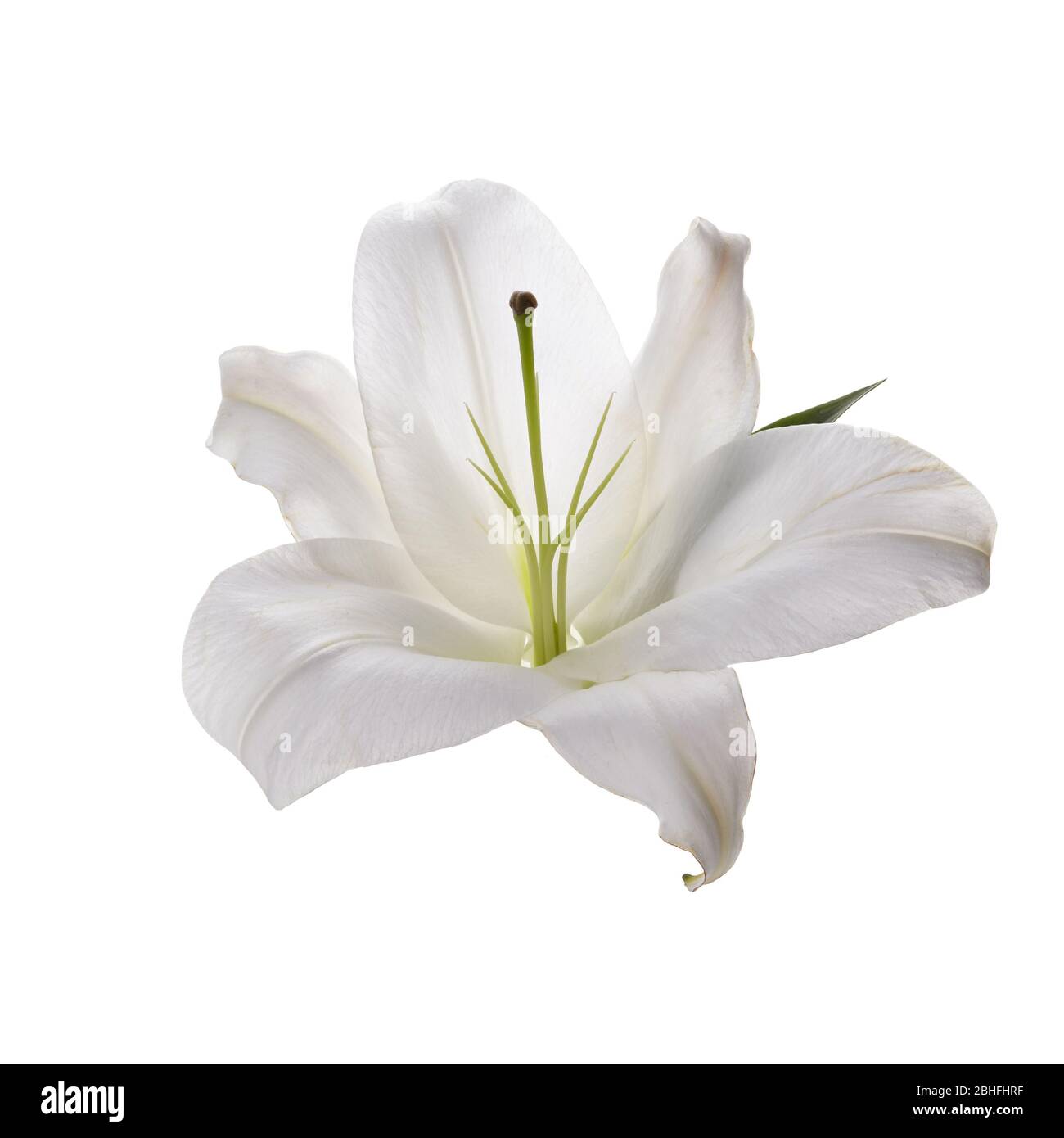 Flower white lily isolated on white background Stock Photo - Alamy