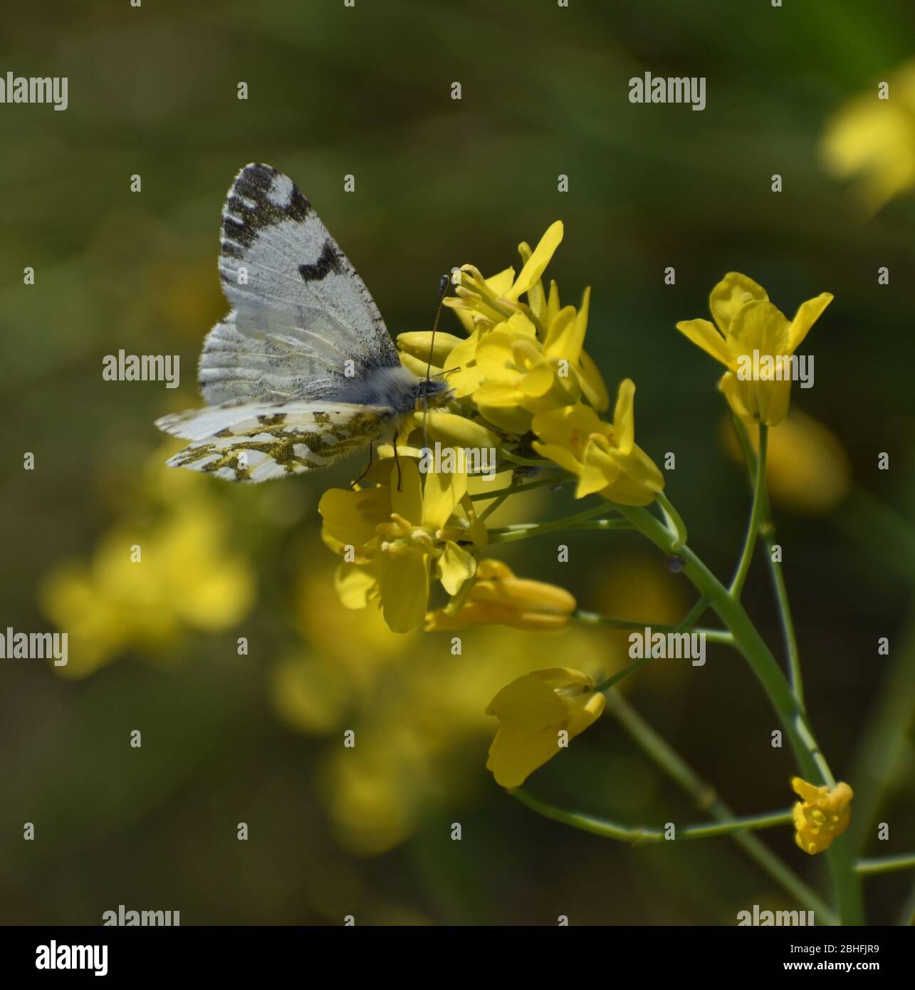 A spring white butterfly (Pontia sisymbrii) alights on the flowers of a black mustard (Brassica nigra) plant on Elkhorn Slough Stock Photo