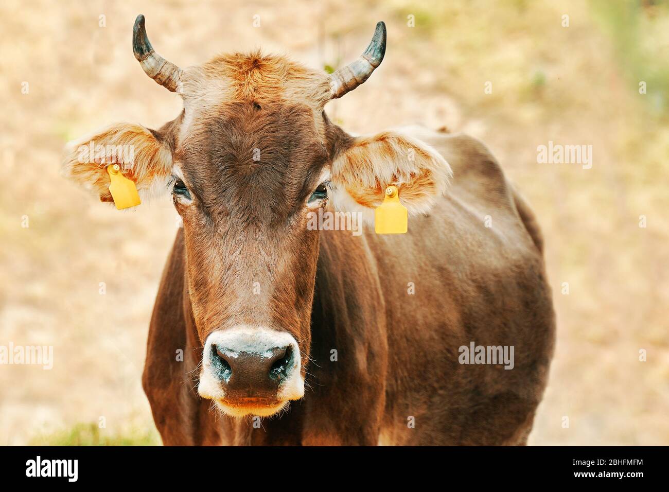 Cow with ear tags. A portrait of a bull looking right at you. Stock Photo