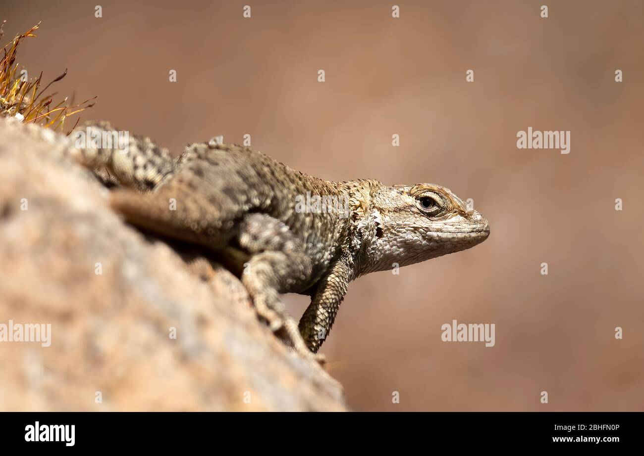 Western Fence Lizards (Sceloporus occidentalis) Santa Clara County, California, USA Stock Photo