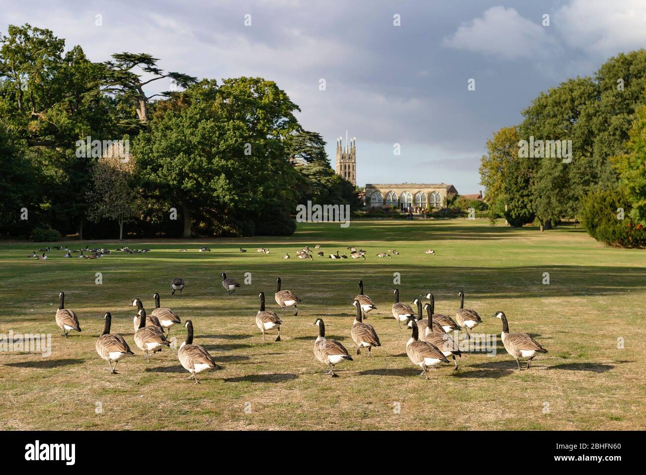 Flock of Canada geese in the grounds of Warwick Castle Gardens, Warwickshire, UK. St Marys church Warwick can be seen in the background Stock Photo