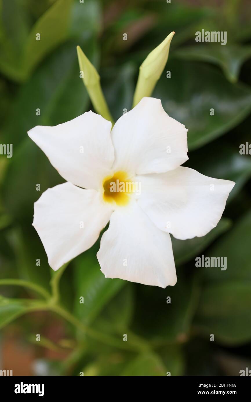 White mandevilla bella flower chilean jasmine family apocynaceae background high quality prints Stock Photo