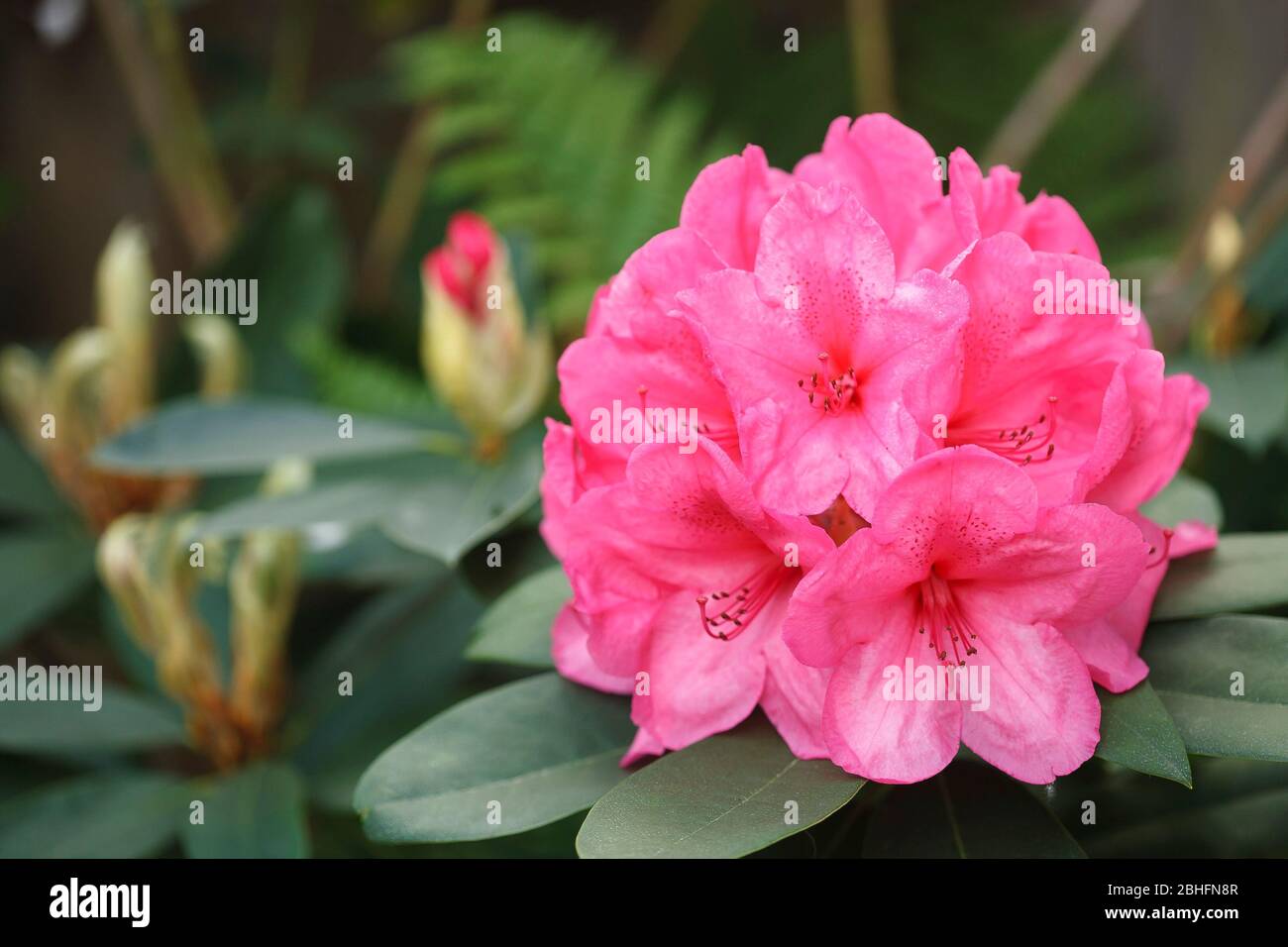 Pink rhododendron flower close up, rhododendrons evergreen shrubs, UK Stock Photo