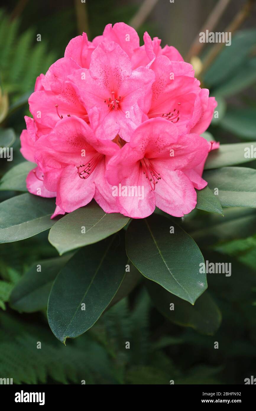 Pink rhododendron flower closeup, an evergreen spring flowering plant in a garden, UK Stock Photo