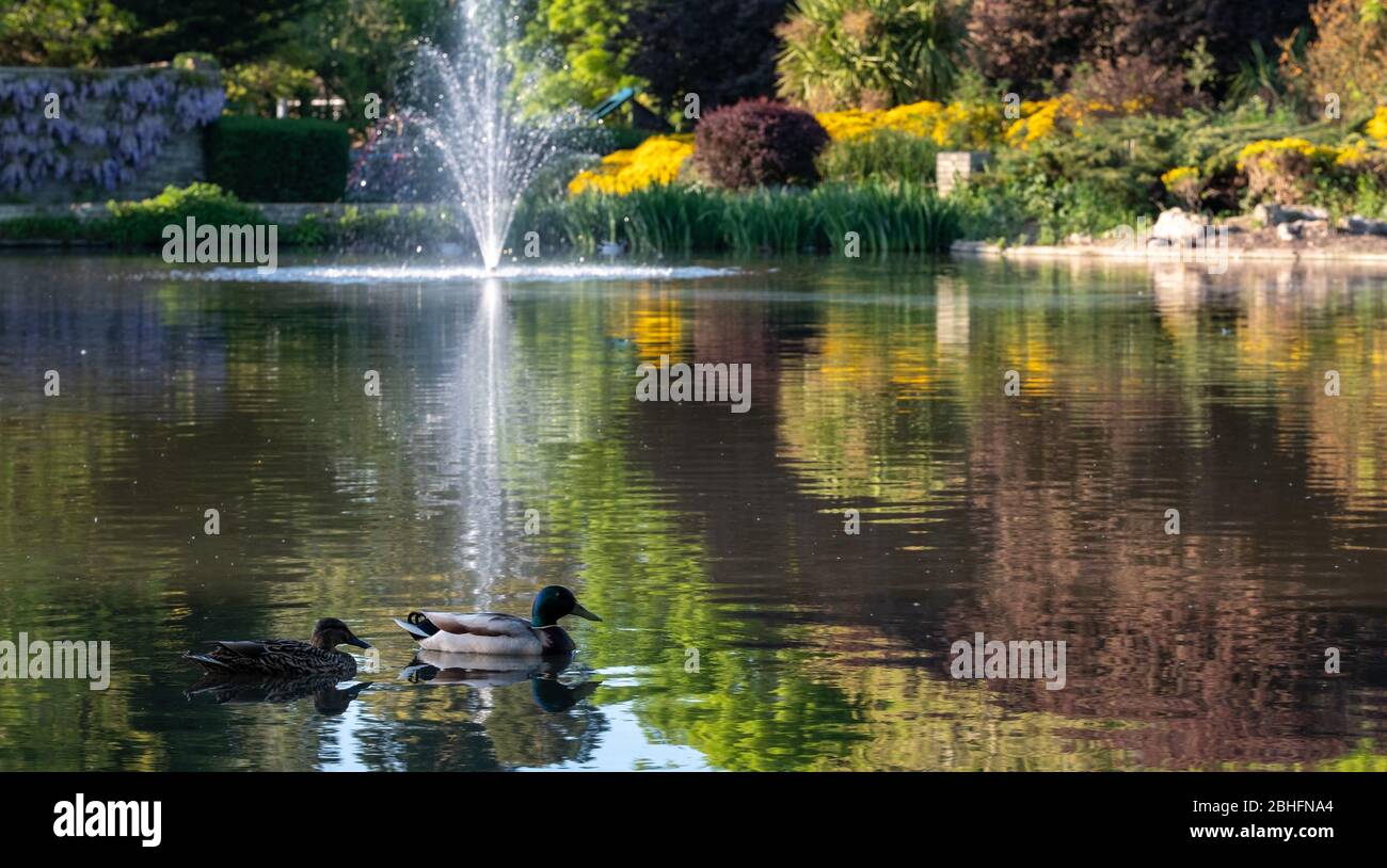 Duck with its ducklings at the duck pond at Pinner Memorial Park ...