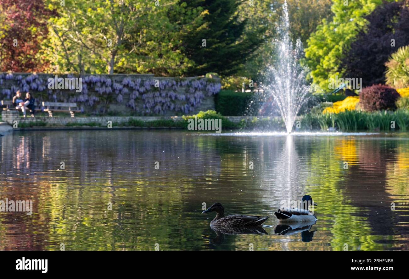 Duck with its ducklings at the duck pond at Pinner Memorial Park ...