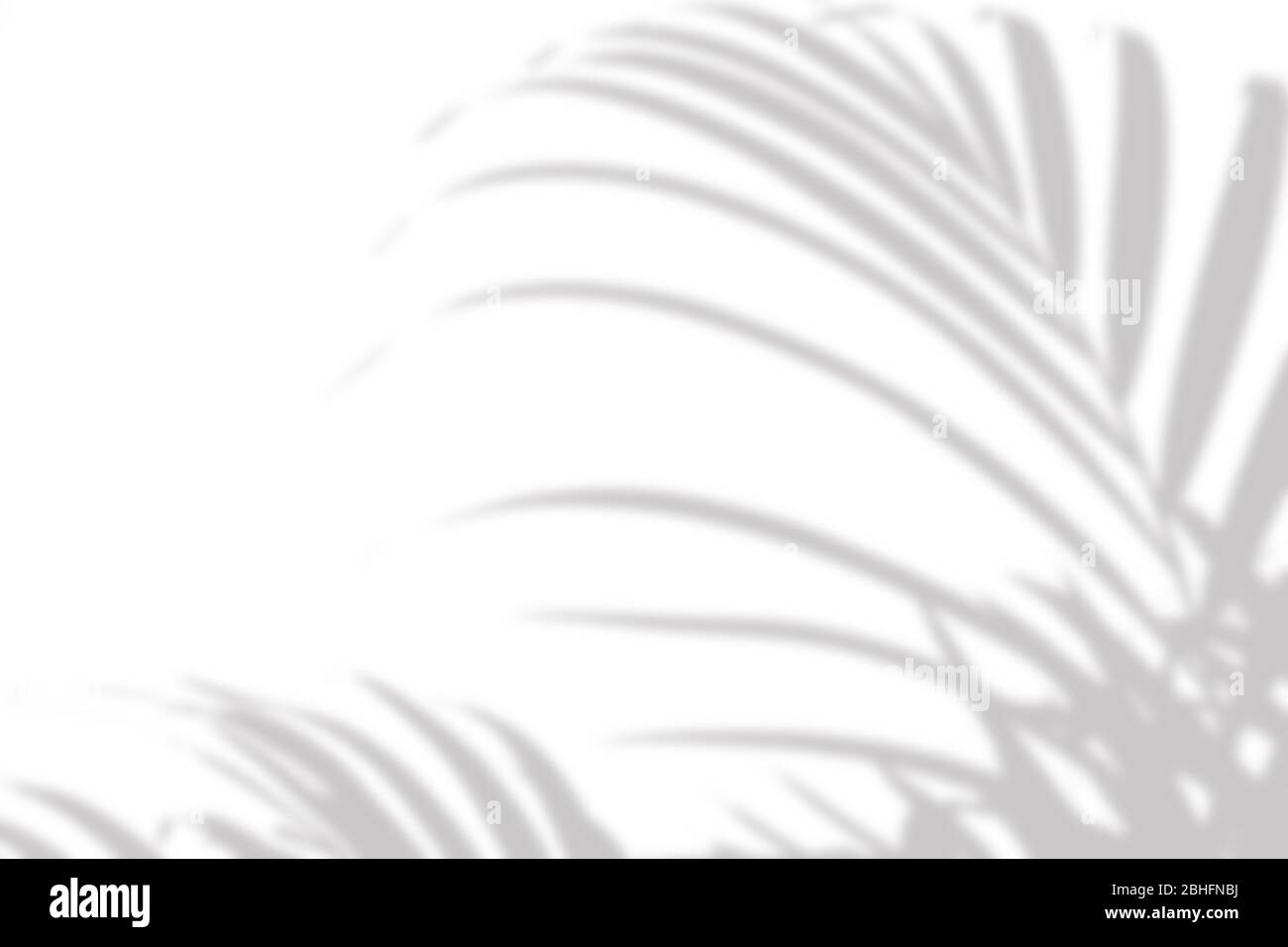 gray shadow of the palm leaves on a white wall Stock Photo - Alamy