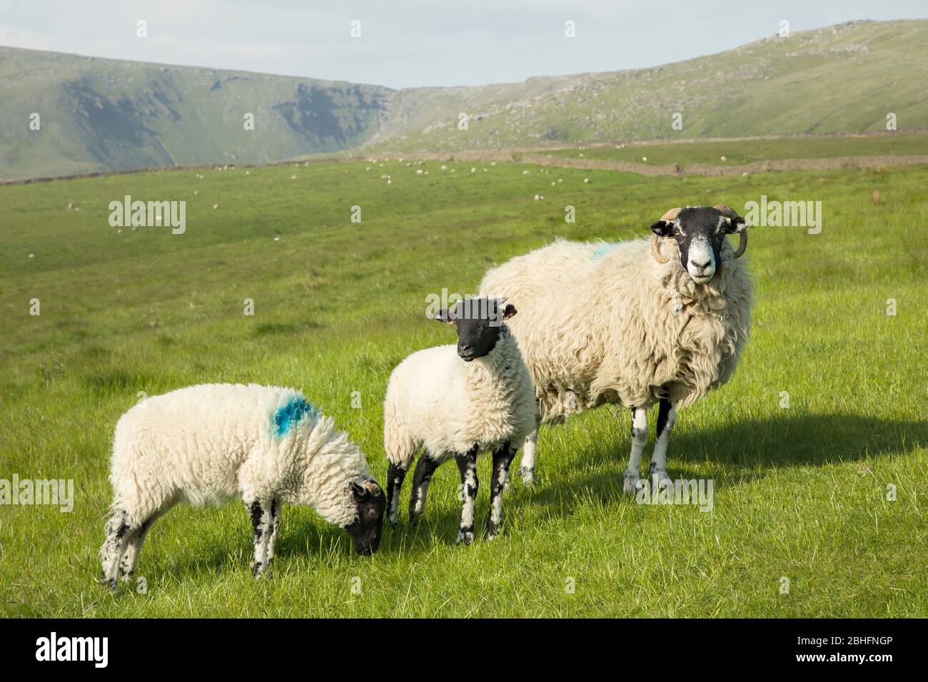 Ewe with her lambs in a field, sheep farming in Peak District, Derbyshire, UK Stock Photo