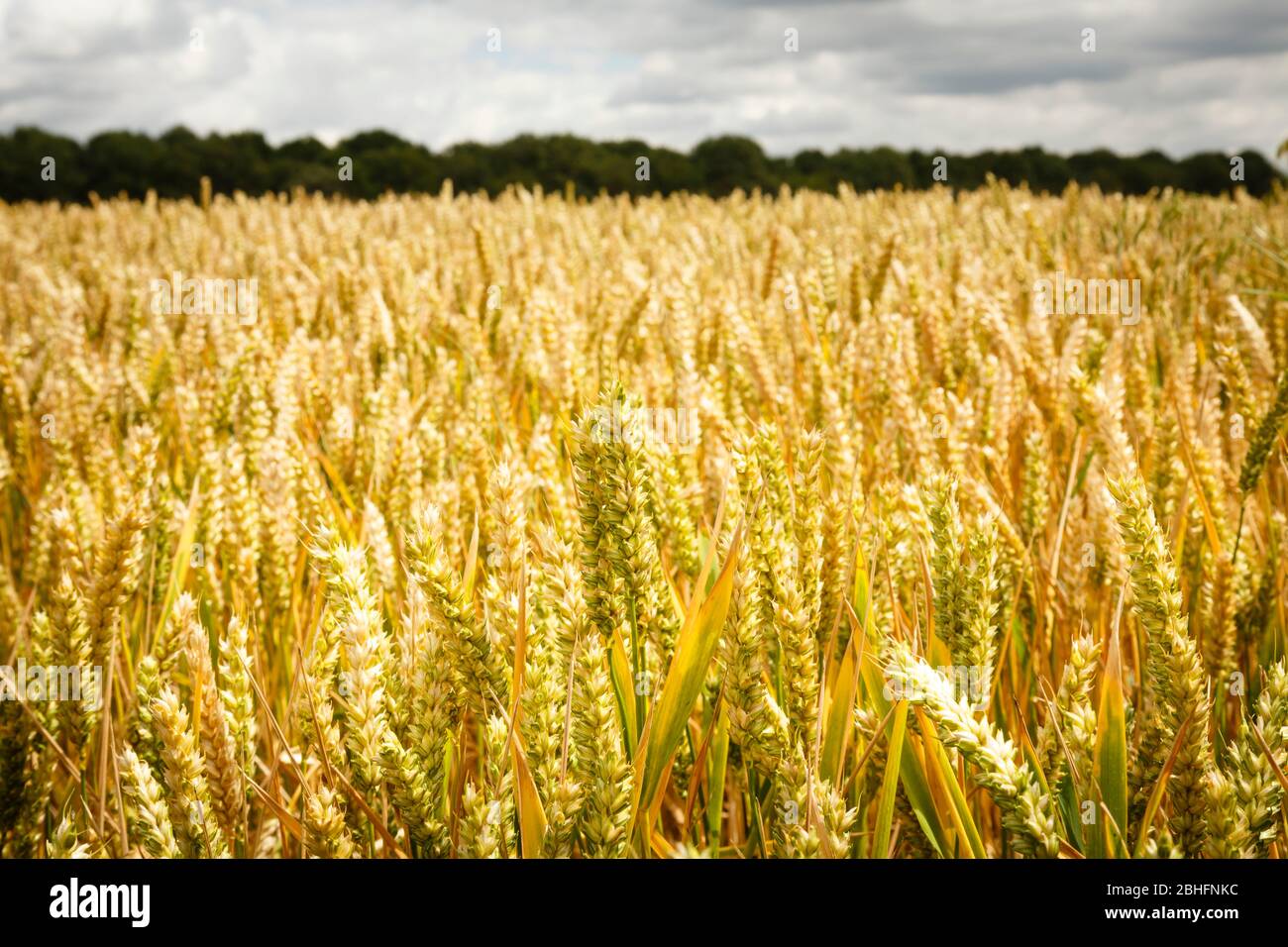 Closeup of golden wheat ears in a field in summer, UK farm scene Stock Photo