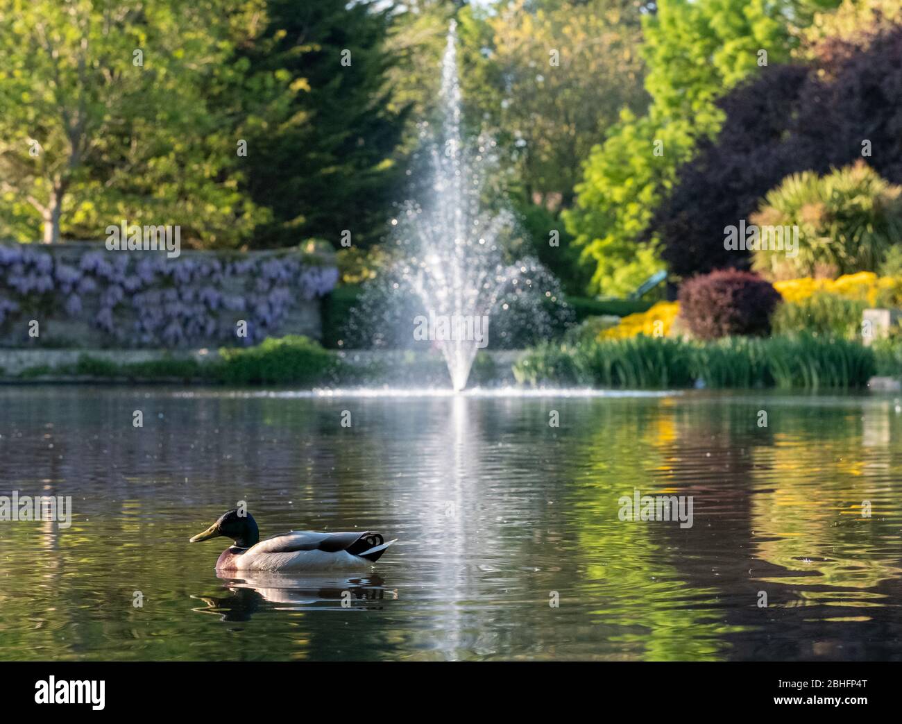 Duck with its ducklings at the duck pond at Pinner Memorial Park ...