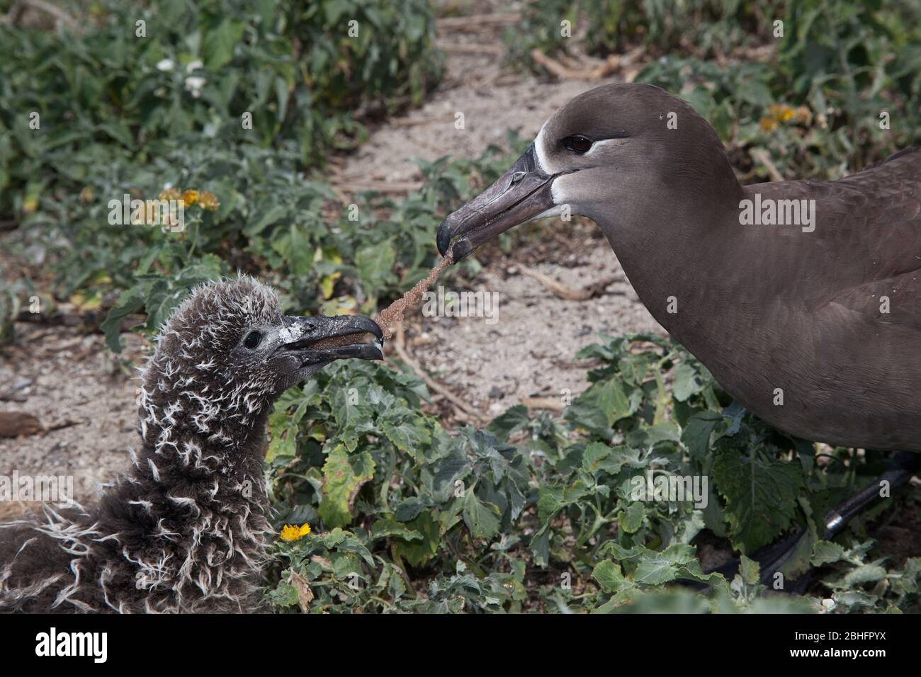 black-footed albatross, Phoebastria nigripes, attempts to feed chick a tangle of monofilament fishing line coated with fish eggs, Midway Stock Photo