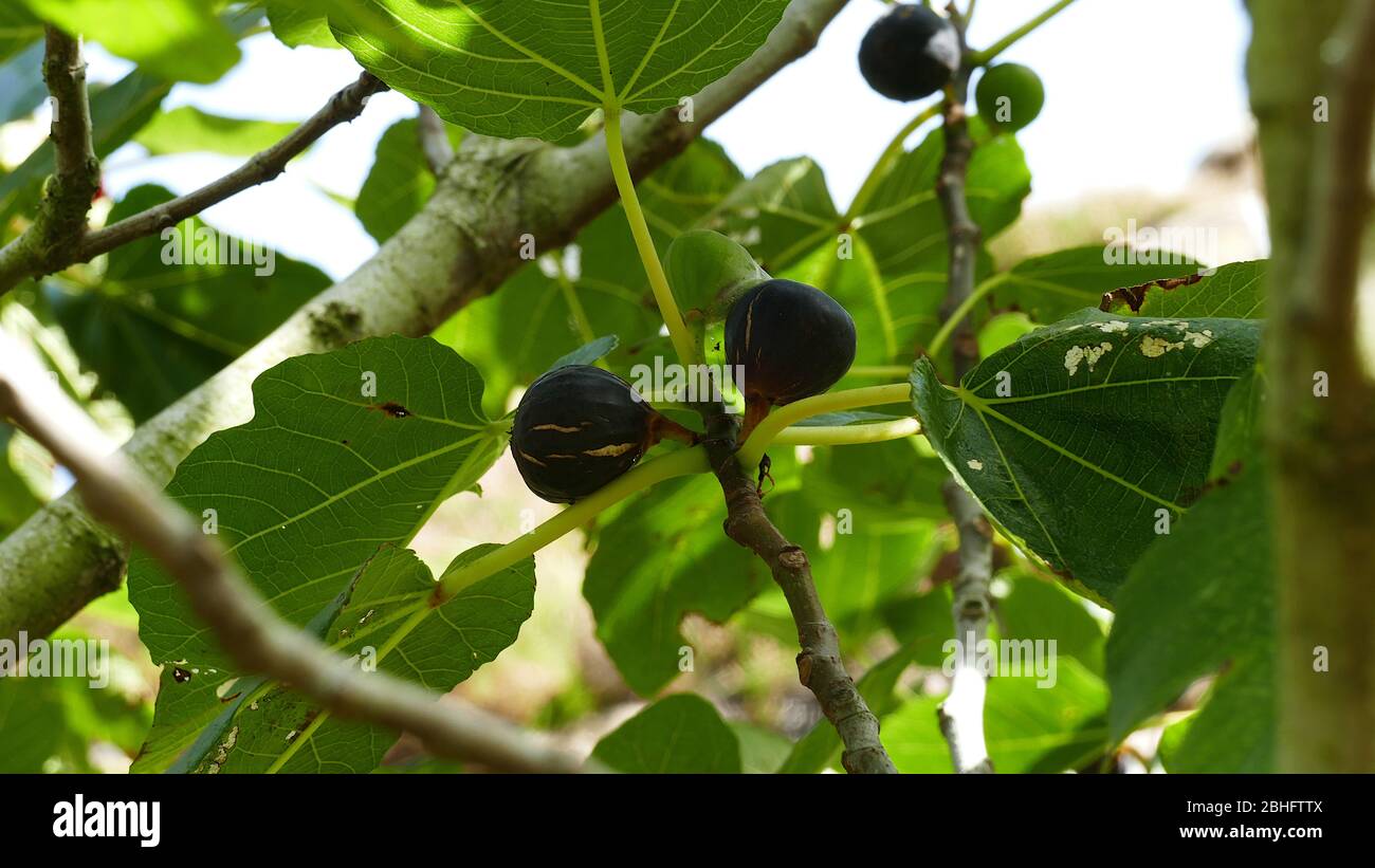 Cantabrian Sea coast in the Basque Country. Fig tree with figs Stock