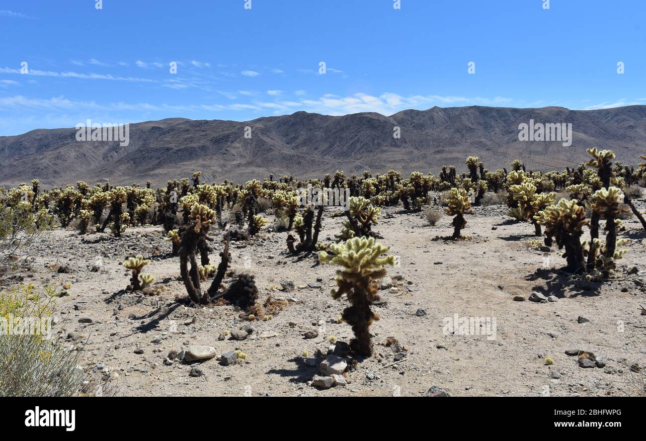 Desert landscape and mountains with blue skies Stock Photo - Alamy