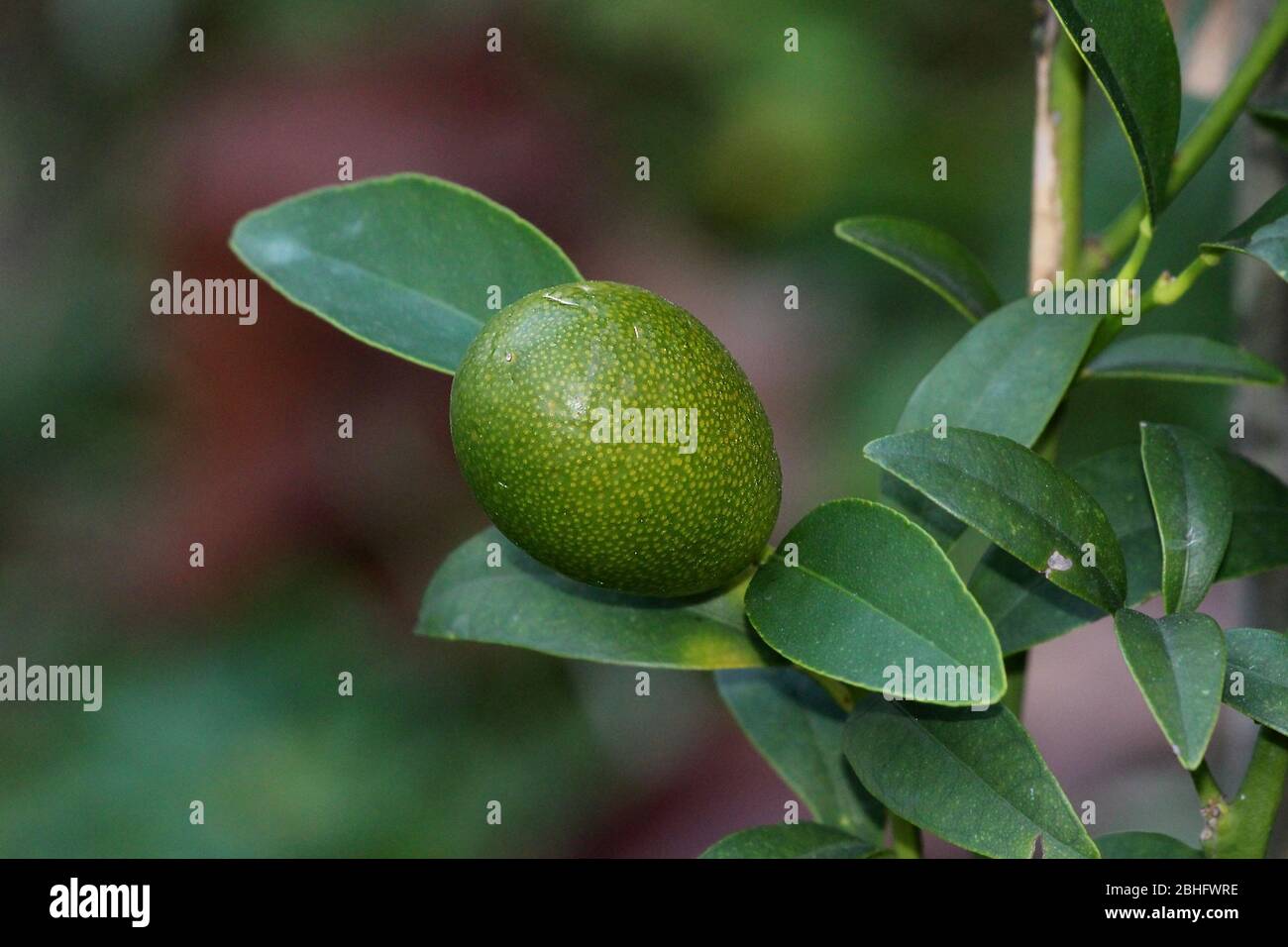 Kumquat or Citrus japonica or Cumquat slow growing evergreen short