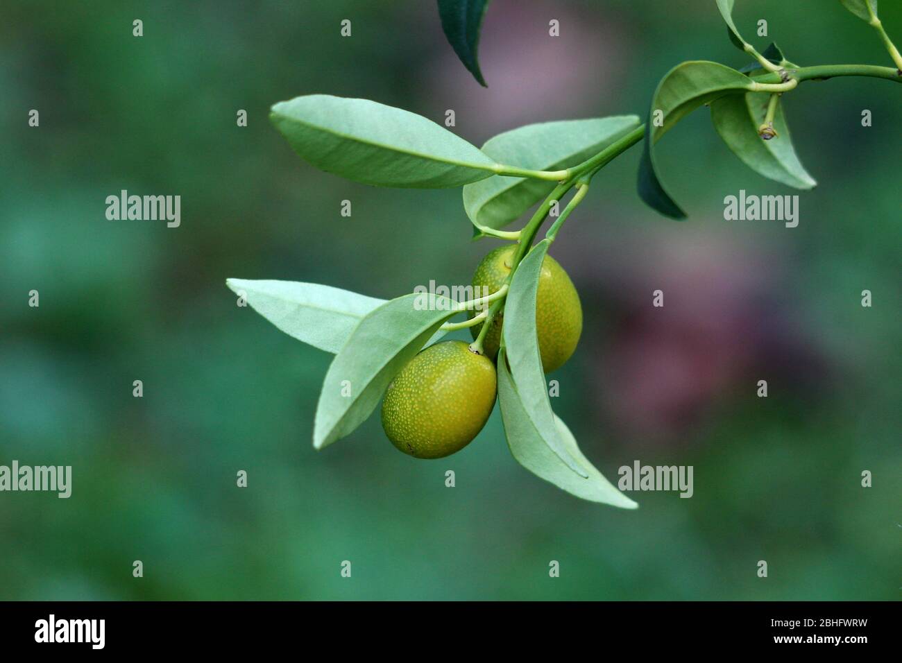 Kumquat or Citrus japonica or Cumquat slow growing evergreen short tree