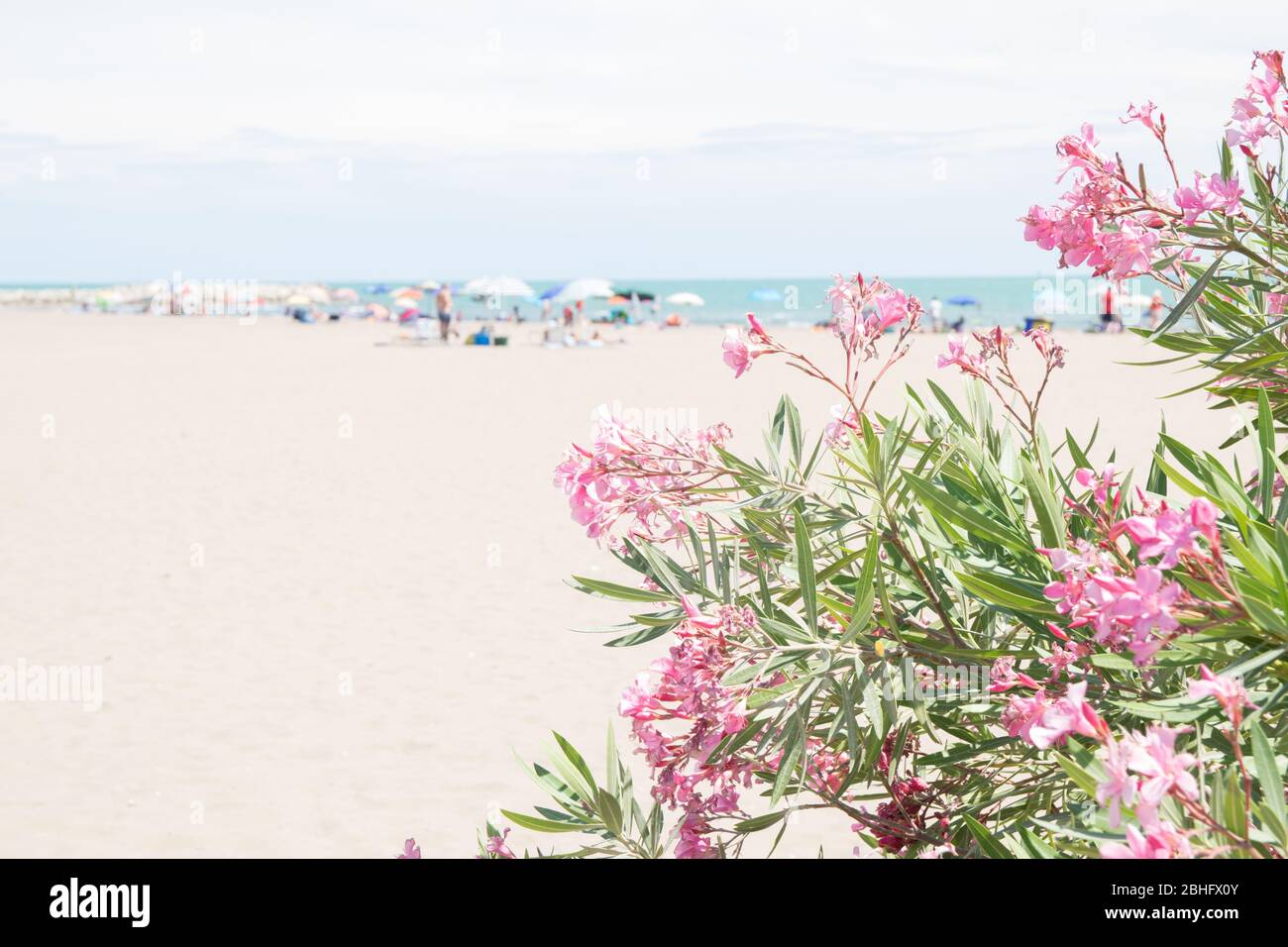 Pink oleander and beach on background in summertime. Stock Photo