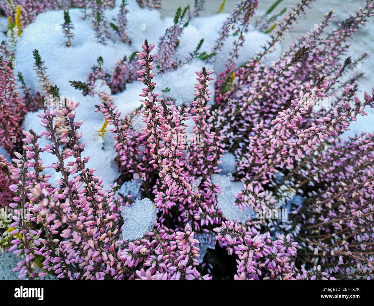 Detail of pink heather flowers sprouting between snow and ice in the mountains. Stock Photo