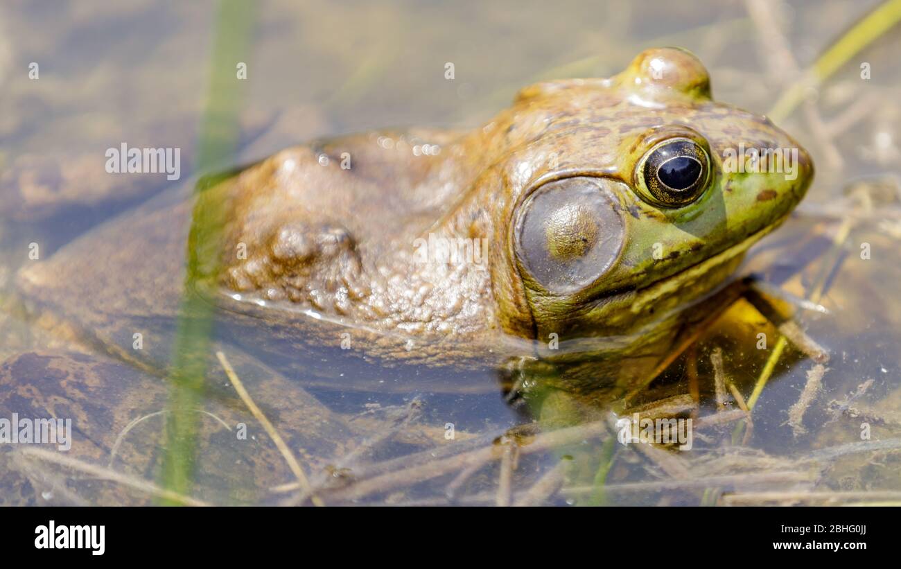 American Bullfrog in Natural Aquatic Habitat Stock Photo