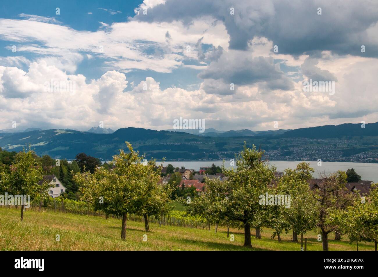 Orchards above the lakeside town of Männedorf on the Zürichsee (Lake Zurich), Switzerland Stock Photo
