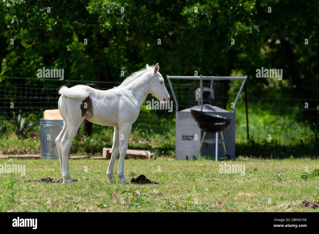 Profile of an adorable, snow white albino baby horse swishing its tail as it looks off to the side while standing in a ranch pasture with junk and deb Stock Photo