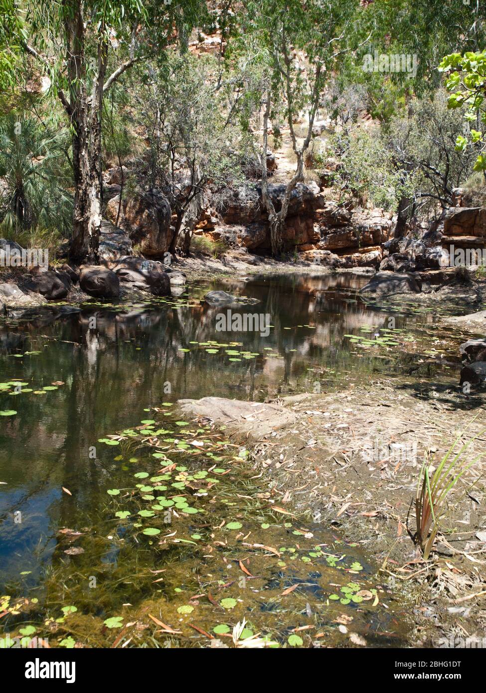 Water lilies (Nymphaea violacea), paperbarks (Melaleuca leucadendra) and livistona palms line a small pool, Kimberley, Western Australia Stock Photo