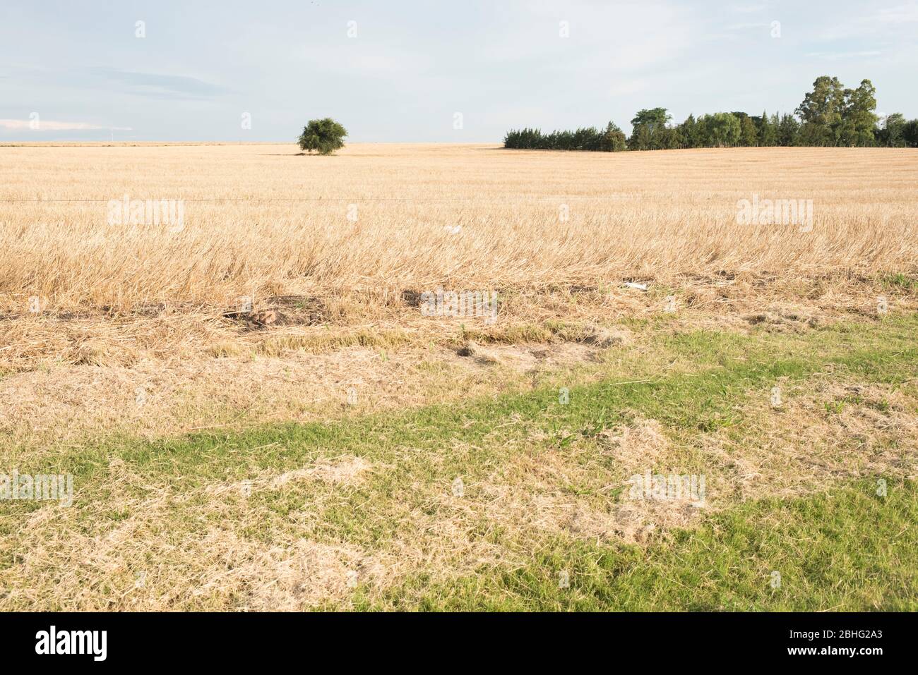 Landscape, plain with dry plants and trees and shrubs on the horizon, in Carmelo, Uruguay Stock Photo