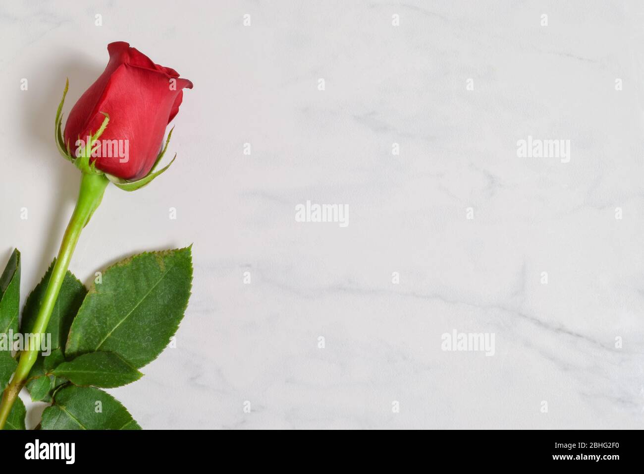 Single long stem red rose resting on a luxurious white marble background. Stock Photo