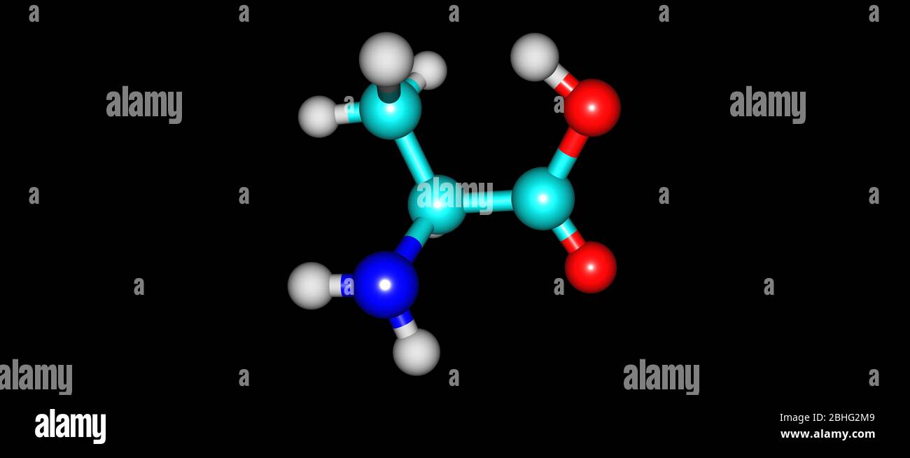 Alanine is a nonessential amino acid that occurs in high levels in its