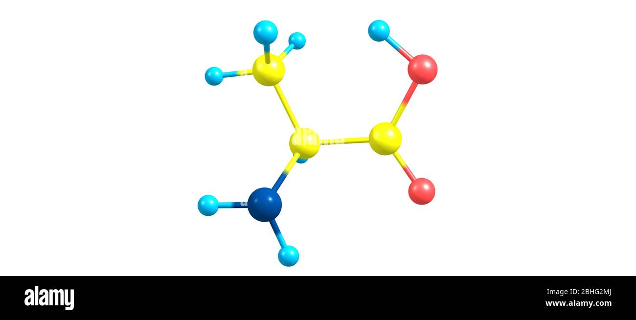 Alanine is a non-essential amino acid that occurs in high levels in its  free state in plasma. 3d illustration Stock Photo - Alamy