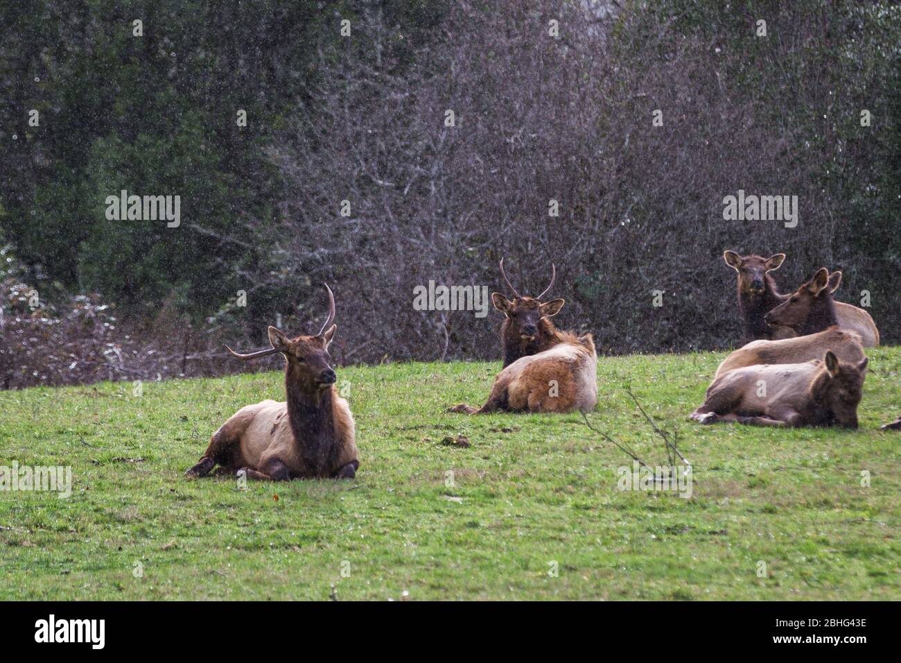 Herd of elk in the southern Oregon coast resting on a green grass pasture under light rain typical of the mild winter weather Stock Photo