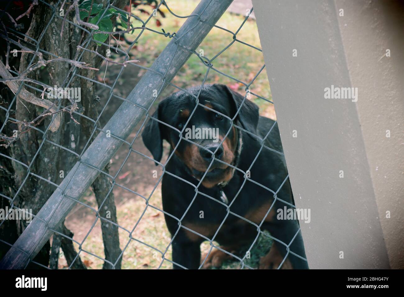Rottweiler behind fence hi-res stock photography and images - Alamy