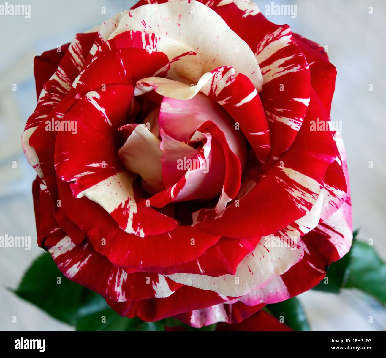 One Red Rose with White Stripes Stock Photo Alamy