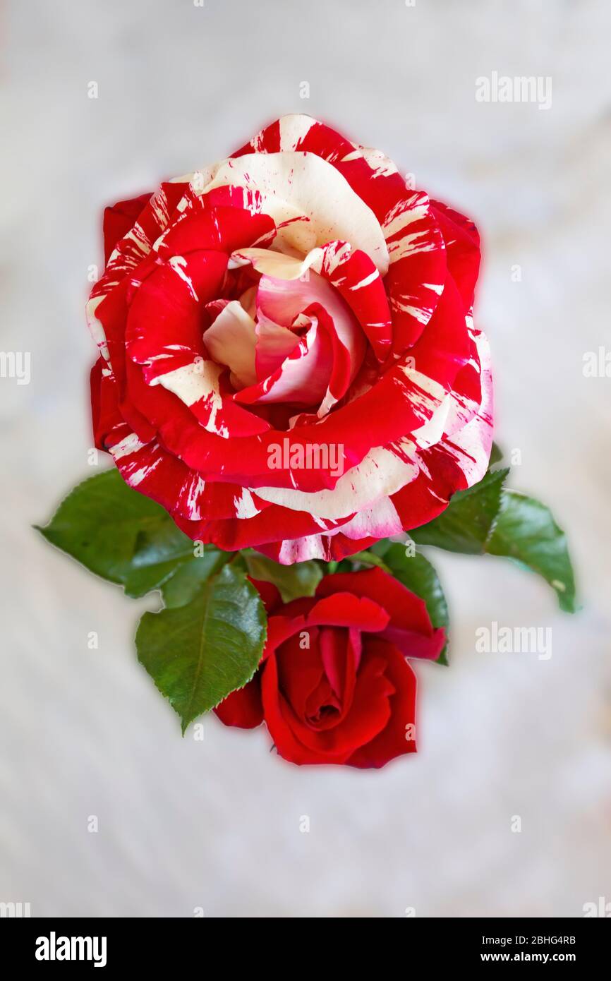 One Red Rose with White Stripes Stock Photo Alamy