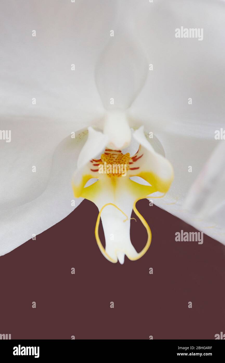 White orchid closeup hi-res stock photography and images - Alamy