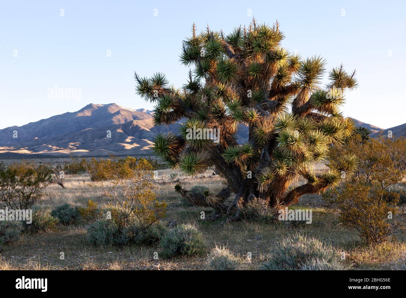 UT00571-00...UTAH -Joshua tree in Beaver Dam Wash a National Conservation Area and scenic backway in the Mojave Desert. Stock Photo