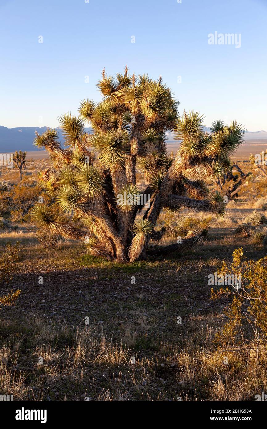 UT00573-00...UTAH -Joshua tree in Beaver Dam Wash a National Conservation Area and scenic backway in the Mojave Desert. Stock Photo