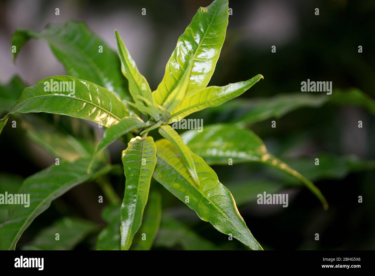 night-blooming jasmine, Cestrum nocturnum, raatrani plant green nature background Stock Photo