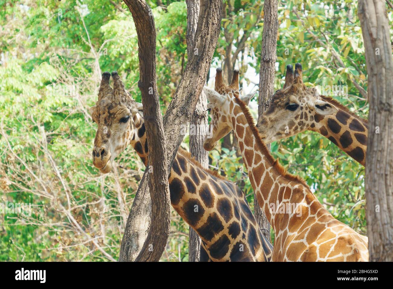 head shot group of giraffe in the forest Stock Photo